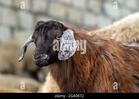 Portrait d'un jeune mouton mignon Banque D'Images