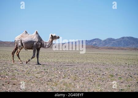 Un chameau dans le désert de la Mongolie occidentale Banque D'Images