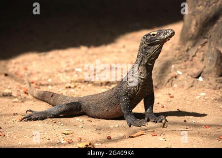 INDONÉSIE. ÎLES NUSA TENGARRA. ÎLE DE KOMODO Banque D'Images