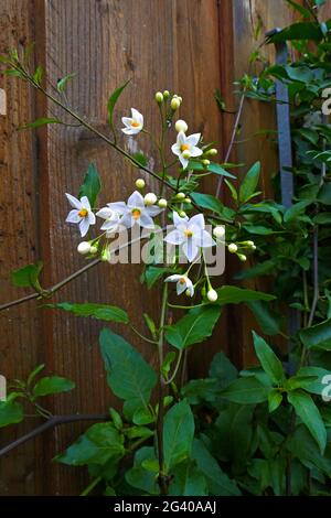 Solanum laxum Album Climber Banque D'Images