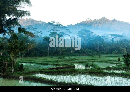 Photo tôt le matin de la jungle et de la brume entourant les rizières à Bali. Banque D'Images