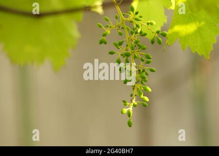 Jeunes raisins sur une branche dans le jardin d'été. Banque D'Images