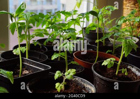 Jeunes tomates et melons. La fenêtre de l'appartement est remplie de semis de plantes de jardin. Banque D'Images