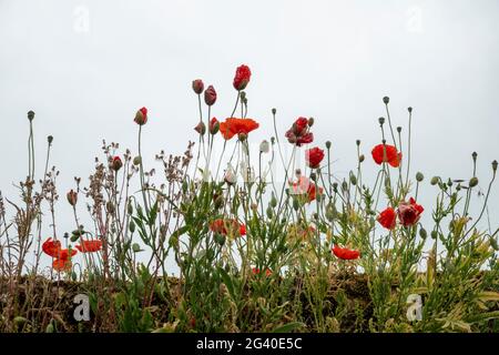 Les coquelicots rouges qui poussent dans le hedgerow Banque D'Images