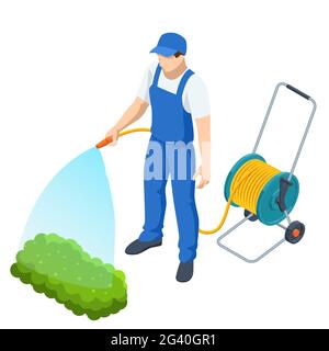 Travaux agricoles.Agriculteur isométrique arrosoir un potager.Jardinier avec tuyau d'arrosage et eau de pulvérisation sur le légume Illustration de Vecteur