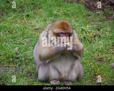 Macaques de Barbarie vivant comme ils le feraient dans la nature, en mangeant un peu de fruits Banque D'Images