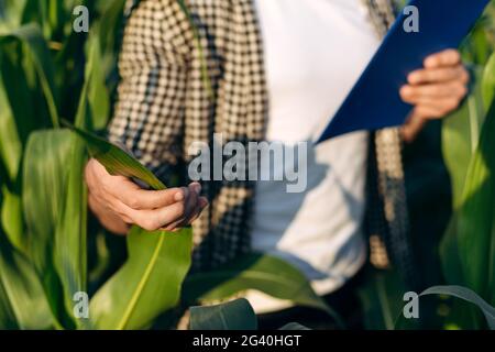 L'agronome examine les feuilles de maïs, garde des notes. Un agriculteur travaille sur le terrain. Vue rapprochée d'un homme dans une chemise à carreaux. Banque D'Images