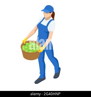 Travaux agricoles.Isométrique femme porte un panier de récoltes, femme tenant le panier avec légume.Activité agricole de l'agriculteur.Travail dans le jardin. Illustration de Vecteur