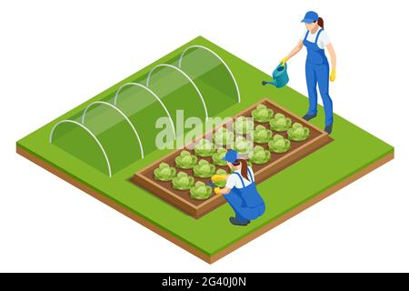 Serre isométrique isolée sur blanc.Semis en pousse dans une serre.Plantes cultivées en serre Illustration de Vecteur