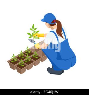 Travaux agricoles.Processus de transplantation isométrique des semis.Jeunes plants de légumes de transplanter dans des pots de tourbe à l'aide d'outils de jardin.Femme Illustration de Vecteur