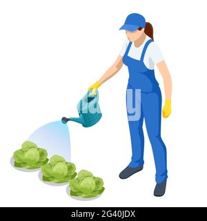 Travaux agricoles.Isométriques fermier arroser la plantation de chou.Femme arroser le jardin de chou avec de l'eau peut.Activité agricole de l'agriculteur.Travailler dans Illustration de Vecteur