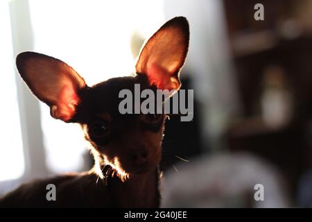 le petit terrier de jouet regarde avec ses petits yeux et demande Banque D'Images