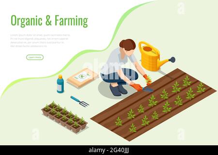 Processus de transplantation isométrique des semis.Jeunes plants de légumes de transplanter dans des pots de tourbe à l'aide d'outils de jardin.Plantules de greffe de femme Illustration de Vecteur