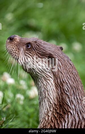 Otter au British Wildlife Centre Banque D'Images