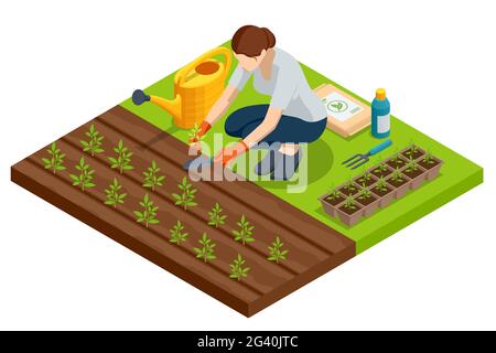 Processus de transplantation isométrique des semis.Jeunes plants de légumes de transplanter dans des pots de tourbe à l'aide d'outils de jardin.Plantules de greffe de femme Illustration de Vecteur