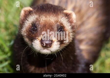 Gros plan d'un putois (Mustela putorius Européenne) Banque D'Images