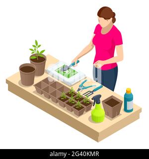 Processus de transplantation isométrique des semis.Jeunes plants de légumes de transplanter dans des pots de tourbe à l'aide d'outils de jardin.Plantules de greffe de femme Illustration de Vecteur