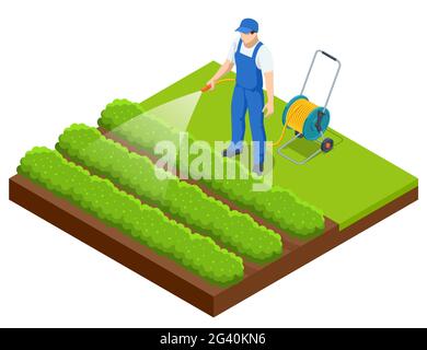 Agriculteur isométrique arrosoir un potager.Jardinier avec tuyau d'arrosage et eau de pulvérisation sur le légume Illustration de Vecteur