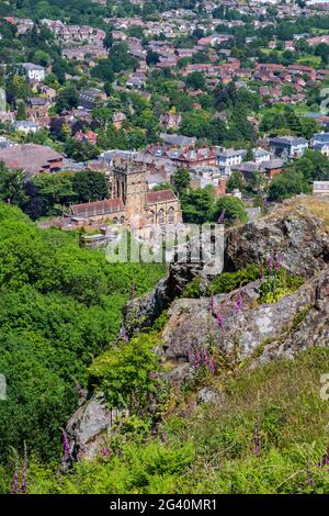 Foxgloves poussant sur les collines de Malvern avec Malvern Priory et Great Malvern en arrière-plan, Worcestershire, Angleterre Banque D'Images