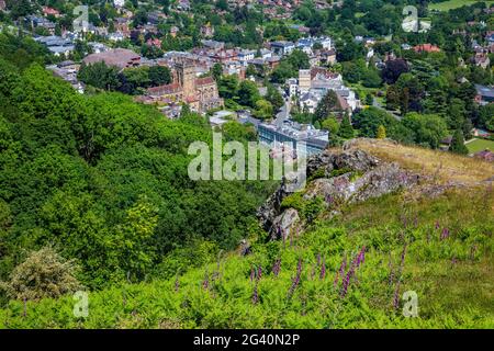 Foxgloves poussant sur les collines de Malvern avec Malvern Priory et Great Malvern en arrière-plan, Worcestershire, Angleterre Banque D'Images