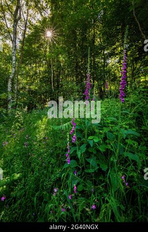 Foxgloves le long de la piste boisée dans les collines de Malvern, Worcestershire, Angleterre Banque D'Images