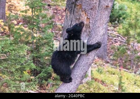Mignon ours noir CUB grimpant un tronc d'arbre incurvé lors d'une journée ensoleillée dans une belle forêt Banque D'Images
