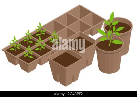 Processus de transplantation isométrique des semis.Jeunes plants de légumes de transplanter dans des pots de tourbe à l'aide d'outils de jardin.Semis biodégradables Illustration de Vecteur