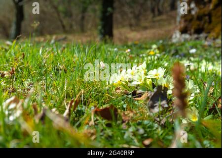 Primroses sauvages de couleur blanche jaunâtre dans la nature sauvage photographiées au début du printemps, région montagneuse boisée. Banque D'Images