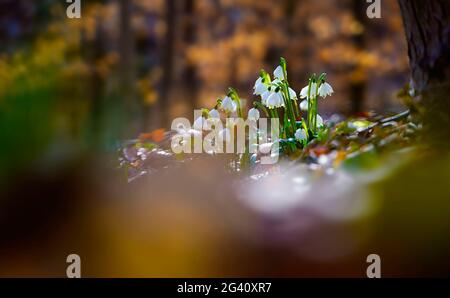 Märzenbecher dans la forêt de hêtre, Bavière, Allemagne, Europe Banque D'Images