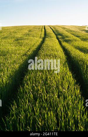 Des traces de pneus dans un champ de blé vert luxuriant au printemps dans la région de Mostviertel ou de must Quarter en Basse-Autriche Banque D'Images