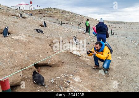 ISLA MAGDALENA, CHILI - 4 MARS 2015 : Tourisme Prenez une photo d'un pingouin dans la colonie de pingouins de l'île Isla Magdalena, dans le détroit de Magellan, au Chili Banque D'Images