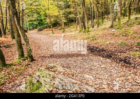 Vue d'automne de Torver Common Wood dans le district des lacs anglais. Banque D'Images