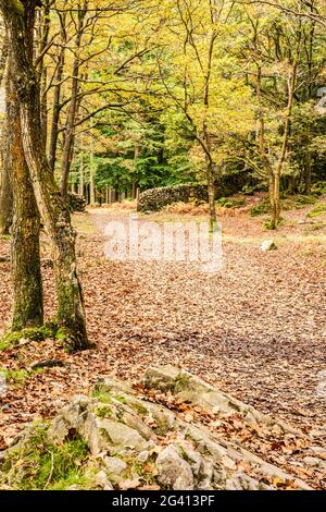 Vue d'automne de Torver Common Wood dans le district des lacs anglais. Banque D'Images