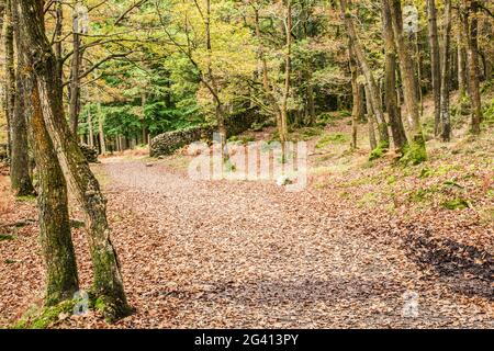 Vue d'automne de Torver Common Wood dans le district des lacs anglais. Banque D'Images