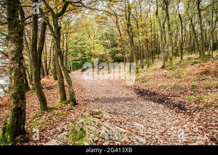 Vue d'automne de Torver Common Wood dans le district des lacs anglais. Banque D'Images