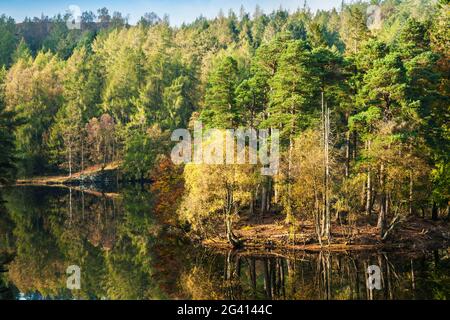 Vue d'automne de Tarn Hows dans le parc national Lake District, Cumbria, Angleterre. Banque D'Images