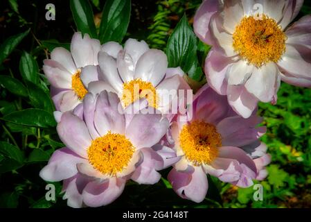 FLORE: Pivoines fleuries (paeonia officinalis) Banque D'Images