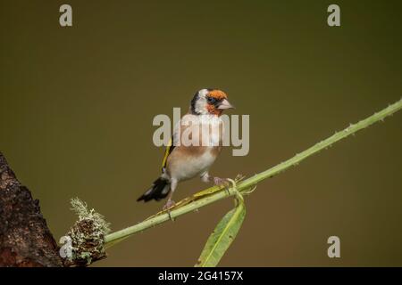 Goldfinch perchée sur une branche, dans une forêt, en Écosse au printemps Banque D'Images