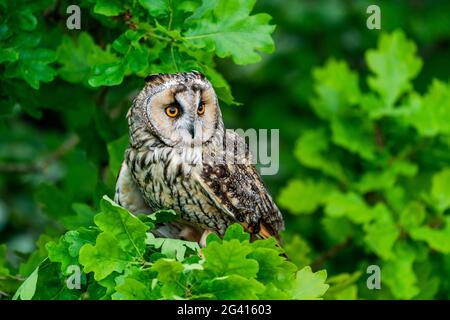 Hibou à longues oreilles (ASIO otus), également connu sous le nom de hibou à cornes moins élevées Banque D'Images