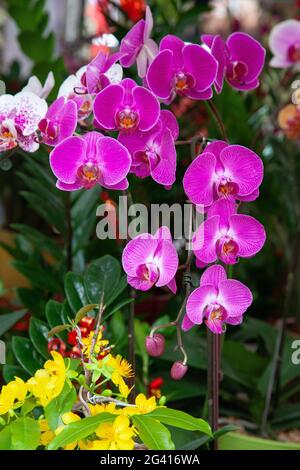 Orchidée rose Banque D'Images