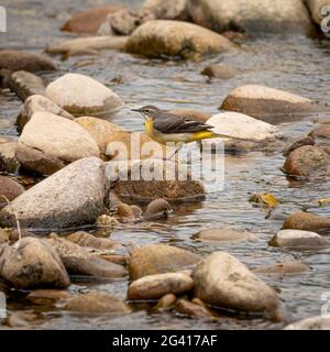 Femelle oiseau de queue de cheval grise sur des pierres dans la rivière Banque D'Images