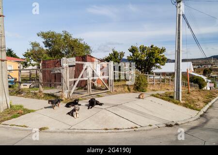 Chiens de rue à Punta Arenas, Chili Banque D'Images