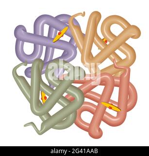 Structure de la molécule d'hémoglobine humaine Banque D'Images