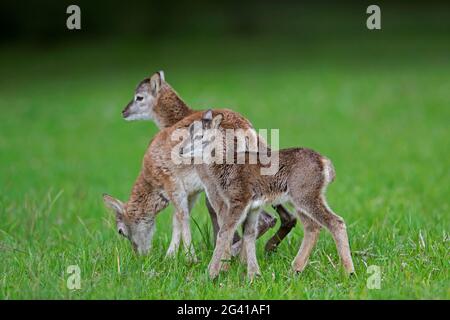 Mouflon européen (Ovis gmelini musimon / Ovis ammon / Ovis orientalis musimon) trois agneaux dans le pré au printemps Banque D'Images