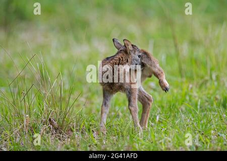 Mouflon d'Europe (Ovis gmelini musimon / Ovis ammon / Ovis orientalis musimon) agneau avec des tiques sur la tête toilettage fourrure dans le pré au printemps Banque D'Images