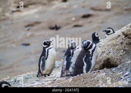 Colonie de pingouins de Magellan sur l'île Isla Magdalena, Chili Banque D'Images