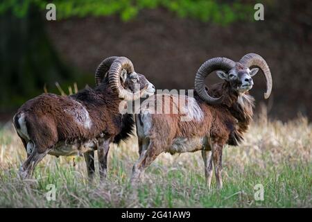 Mouflons européens (Ovis gmelini musimon / Ovis ammon / Ovis orientalis musimon) deux béliers / mâles avec de grandes cornes dans le pré au bord de la forêt au printemps Banque D'Images