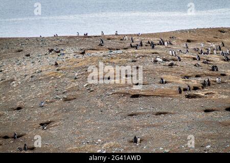 Colonie de pingouins magellaniques (Spheniscus magellanicus) sur l'île de Magdalena dans le détroit de Magellan, au Chili. Banque D'Images