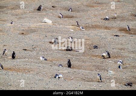 Colonie de pingouins magellaniques (Spheniscus magellanicus) sur l'île de Magdalena dans le détroit de Magellan, au Chili. Banque D'Images