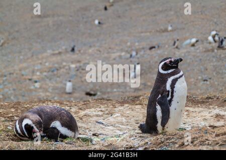 Colonie de pingouins magellaniques (Spheniscus magellanicus) sur l'île de Magdalena dans le détroit de Magellan, au Chili. Banque D'Images